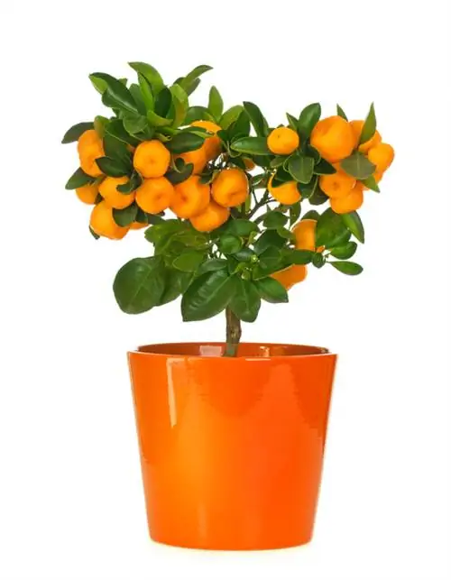 Calamondin pruning