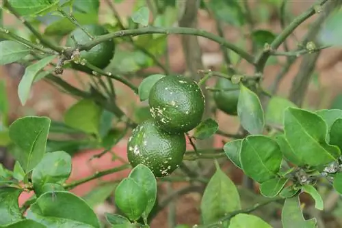 Calamondin mister blader? Årsaker og løsninger