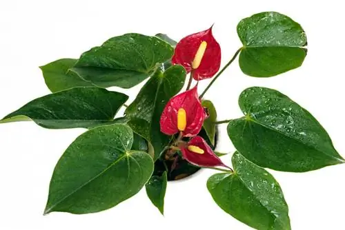 Anthurium con macchie marroni: cause e soluzioni