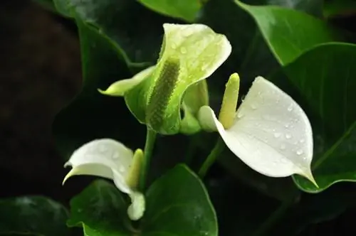 Flor de flamenco flores verdes