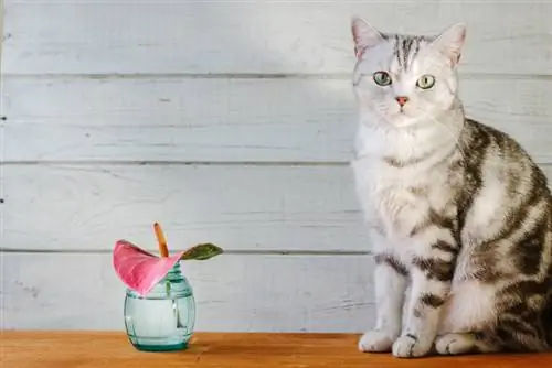 Anthurium beracun bagi kucing? Inilah cara Anda melindungi kaki beludru Anda