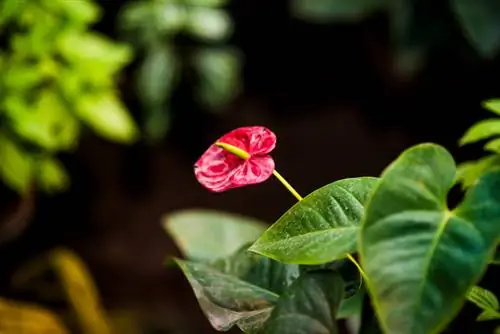 Flor de flamenco hojas marrones