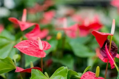 Watering the flamingo flower