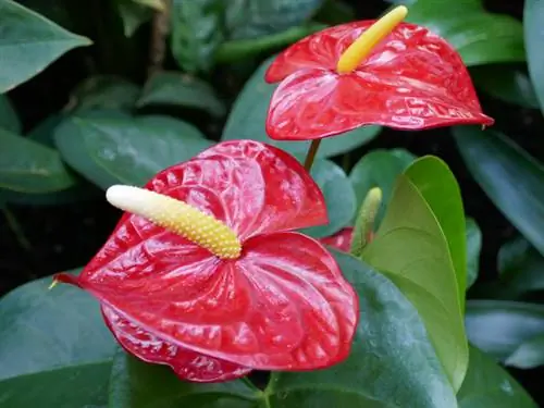 Botanische naam van de flamingobloem