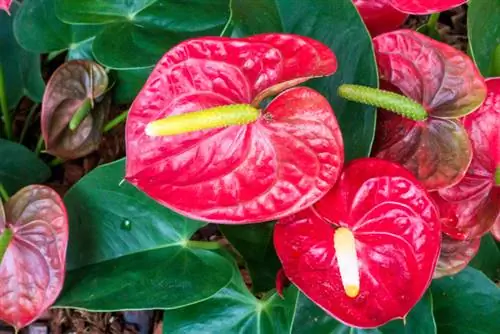 Fertilizza i fiori di fenicottero