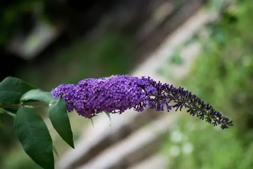 Terrasse papillon lilas