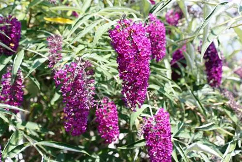 Fertilizing butterfly lilac: tips for lush flowers