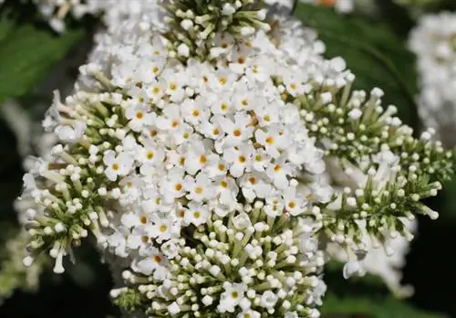 Butterfly lilac flower color