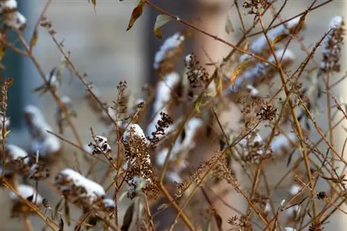 Il lillà della farfalla si è congelato