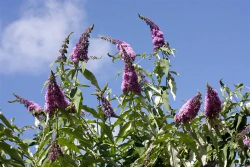 Butterfly lilac hedge: planting time, location & care