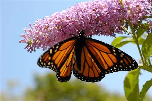 Este fluturele liliac otrăvitor? Acesta este ceea ce ar trebui să știți