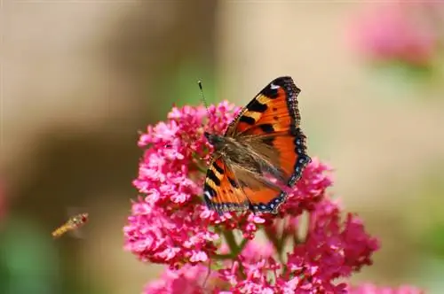 Espèce de lilas papillon