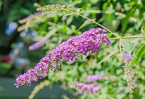 Lilas papillon dans le jardin