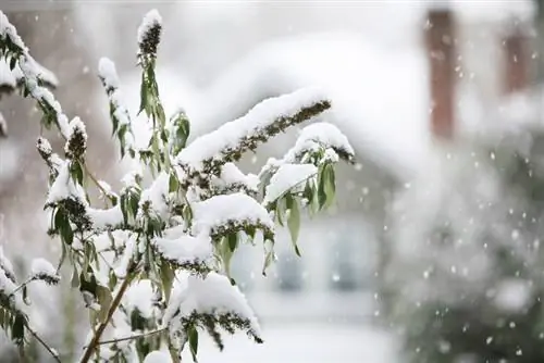 Buisson à papillons pour l'hiver