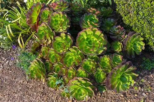 Aeonium arboreum -pistokkaat