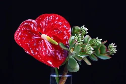 Anthurium bilang isang hiwa na bulaklak: mga tip sa tibay at pangangalaga