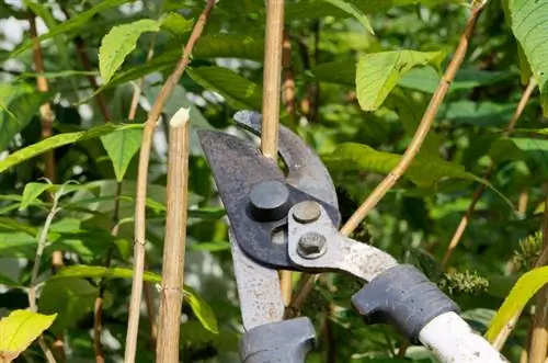 Maladies du buisson aux papillons