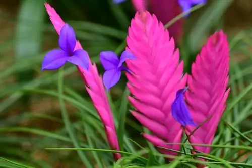 Eksotiese Tillandsia Cyanea: Wenke vir optimale sorg