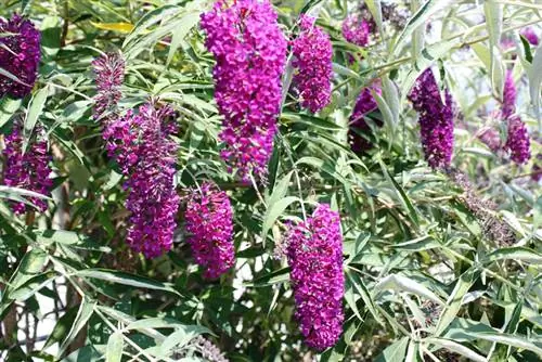 Le lilas papillon devient jaune