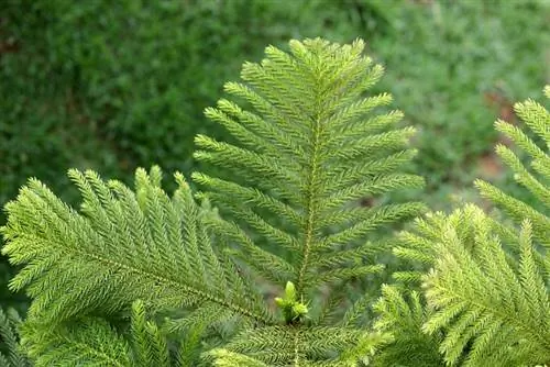 Entretien du sapin de Norfolk