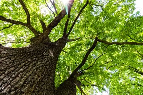 German oak: diseases, symptoms and treatment