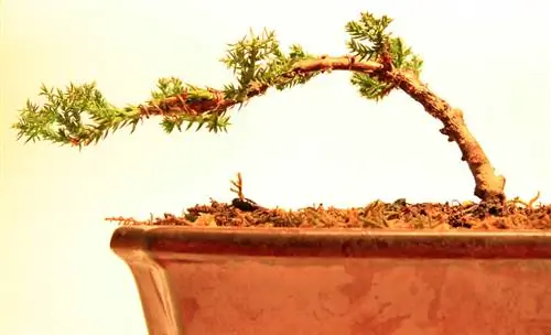 Bağlı küknar ağacını bonsai kimi uğurla böyüdə bilərsinizmi?