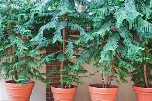 Why are the branches of my indoor fir hanging? Care tips