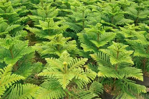 Indoor fir: Propagate successfully with cuttings and seeds