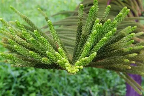 Indoor fir turns brown