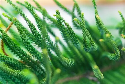 Le sapin d'intérieur jaunit