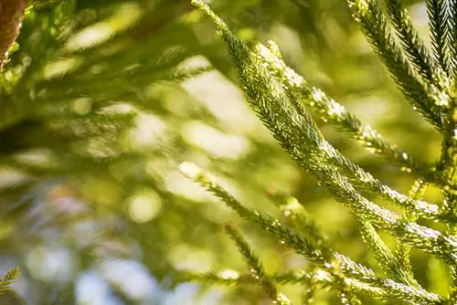 Le sapin d'intérieur perd des branches