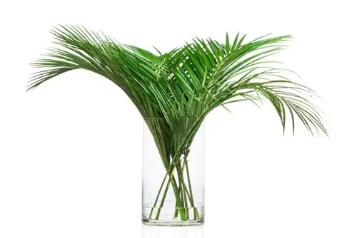 Hydroponics: Bakit perpekto ang mountain palm para dito?