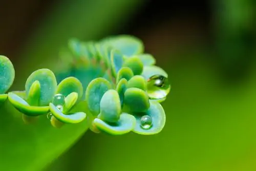 Hoja de cría peligrosa