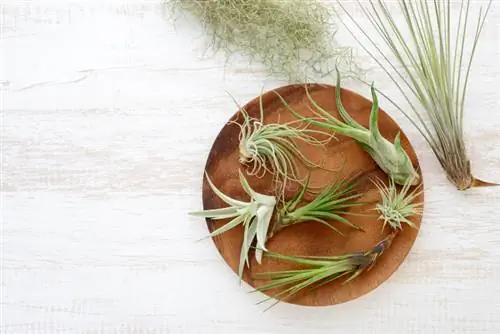 Exotische tillandsia's: effectieve vermeerdering thuis