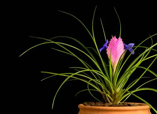 Размножете Tillandsia cyanea