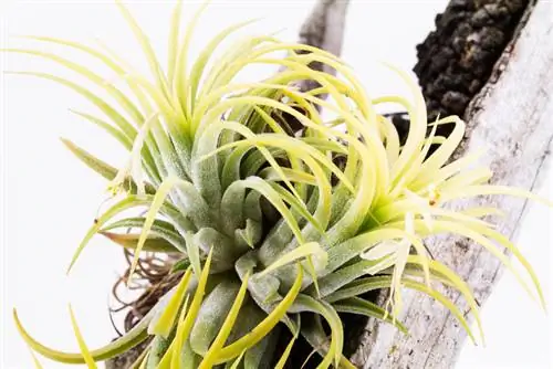 Tillandsias op hout vaardig opgestel: Dit is hoe dit werk