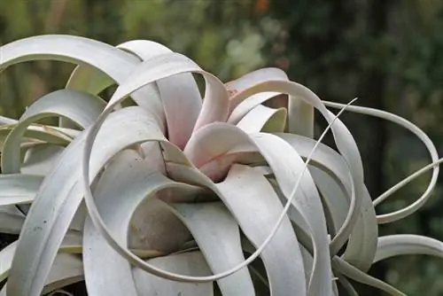 Tillandsia Xerographica: així és com prospera la planta exòtica