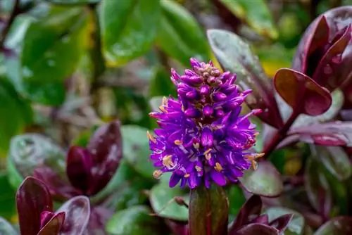 Hebe verzorging: Tips voor een gezonde struik Veronica in de pot