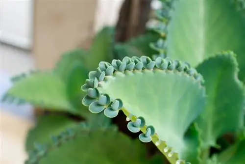 Brood leaf poisonous