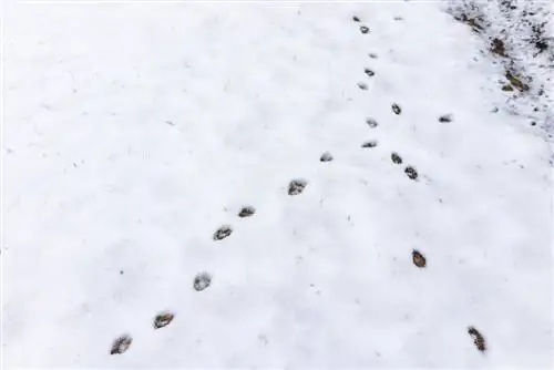 Objevujte a čtěte stopy zvířat na zahradě