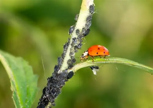 Parassiti in giardino? Affidati ad aiutanti utili