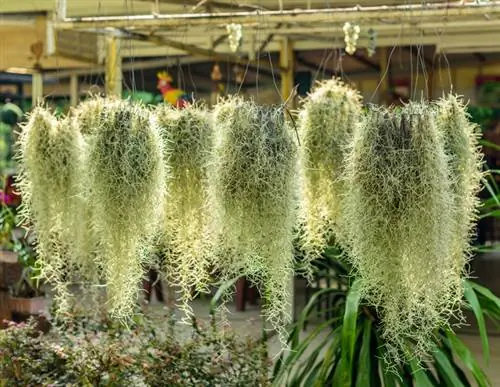 Tillandsia's water geven: zo verzorg je de exotische planten optimaal