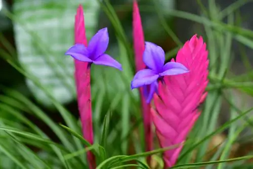 Tillandsia šķirnes