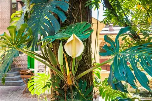 Pericolo di veleno con Monstera deliciosa? Cosa hai bisogno di sapere