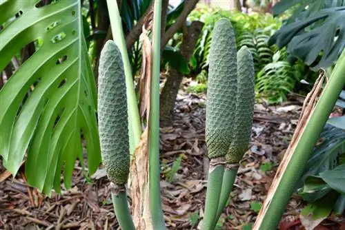 Monstera deliciosa fruit: recognizing, harvesting and consuming