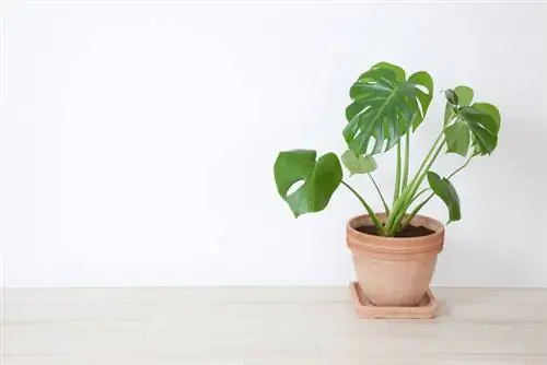 หน่อ Monstera Deliciosa: ทีละขั้นตอนสู่ความสำเร็จ