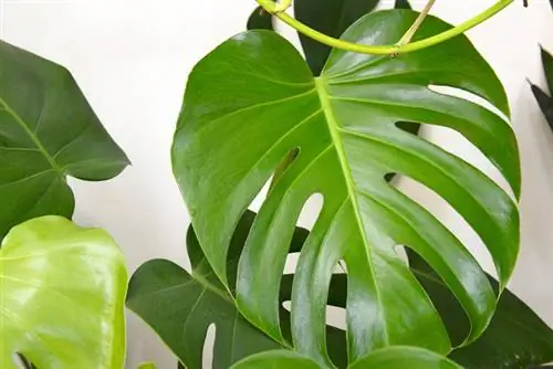 Monstera deliciosa suksesvol voortplant: Die beste wenke