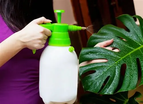 Monstera care: tippek az egészséges növekedéshez