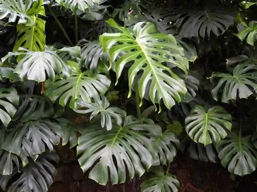 Je Monstera strupena? Kako zaščititi otroke in hišne ljubljenčke