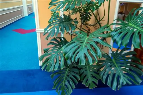 Tagliare Monstera: quando e come farlo nel modo giusto